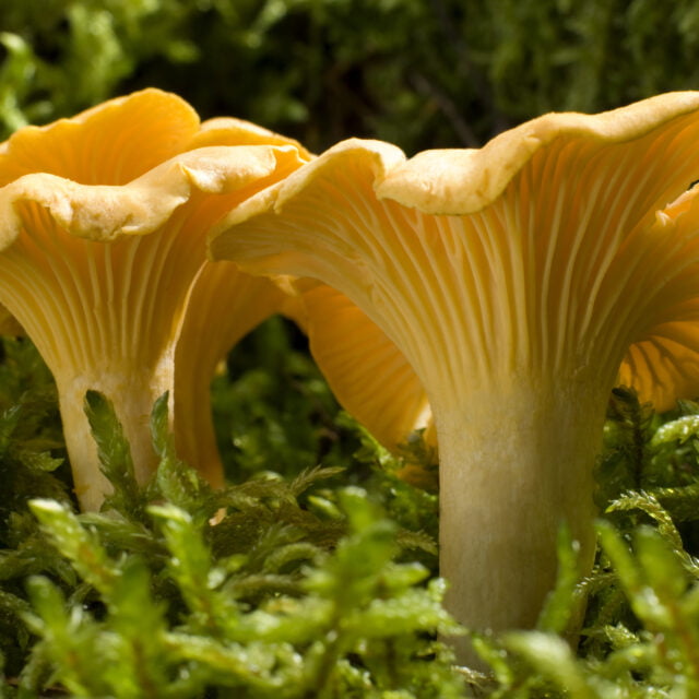 Yellow flowerlike mushrooms on a field