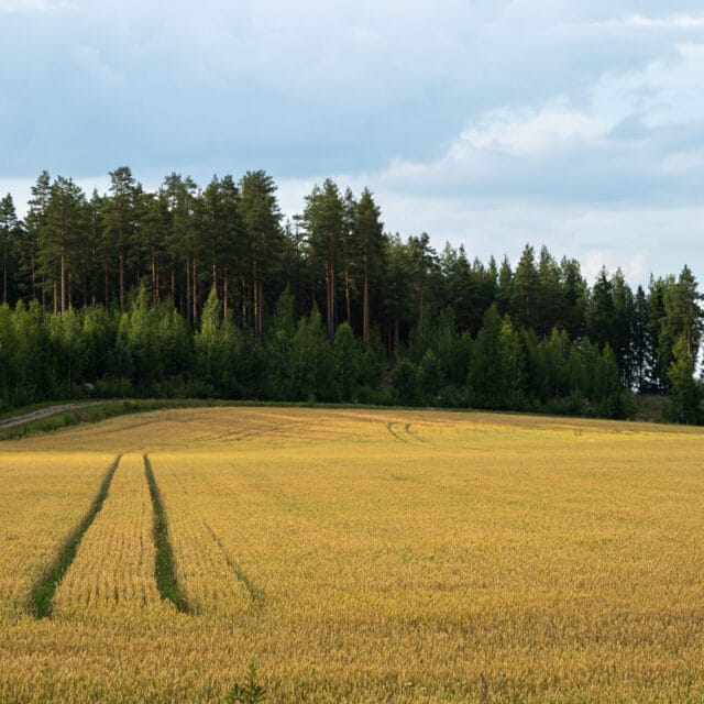 Golden wheat field under a cloudy sky with a dense forest backdrop